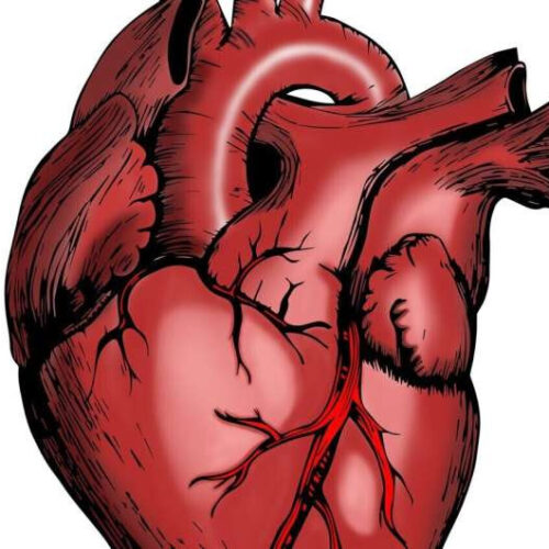 A change of heart? Cellular reprogramming reverses fibrosis after heart attack