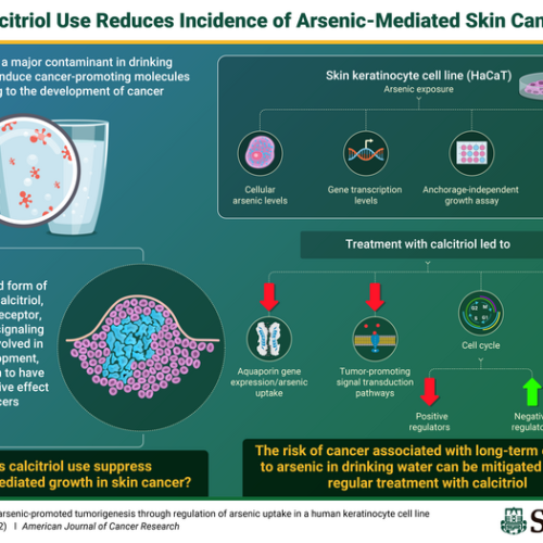 Activated vitamin D3 treatment may reduce the risk of arsenic-mediated skin cancer