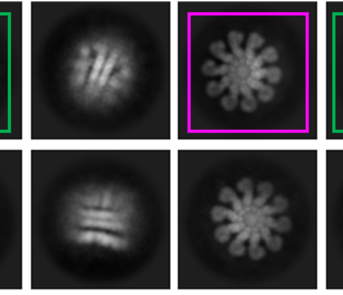 Researchers Decipher Structure of Crucial Immune Molecule, Paving Way for Drug Design