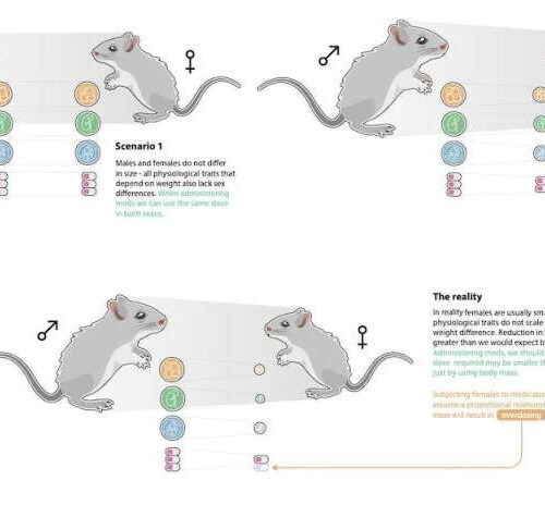 Women are 50–75% more likely to have adverse drug reactions—a new mouse study finally helps explain why