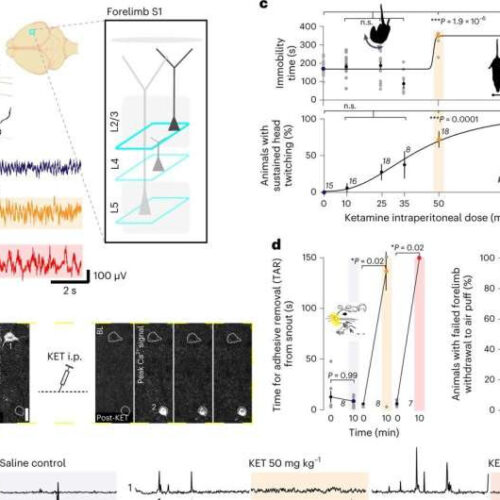 Study gives a peek at how ketamine acts as ‘switch’ in the brain