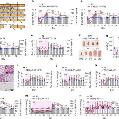 Researchers reveal why fat increases after dieting and how protein might help