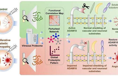 Study discovers novel therapeutic target to advance the treatment of diabetic eye diseases