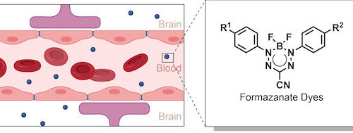 New fluorescent dye can light up the brain