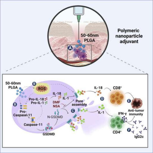 Discovery of ‘Goldilocks’ effect of nanoparticles offers significant hope for improved vaccines