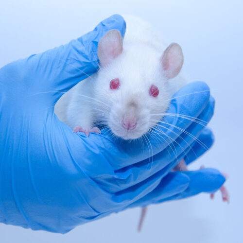 ScienceHealth Scientists Just Reprogrammed Mice to Live Longer. Humans May Be Next