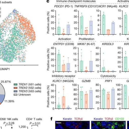 Specialized immune cells carry potential for new cancer immunotherapies