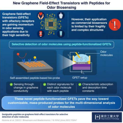 Sensing odor molecules on a graphene surface layered with self-assembled peptides