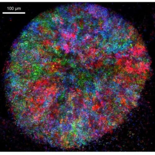 Young and old microbes work together to increase their lifespans