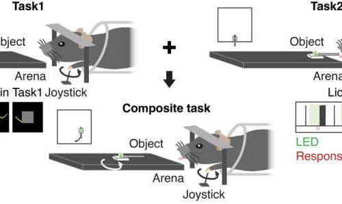 Study unveils similarities in the activity patterns of artificial agents and the brain