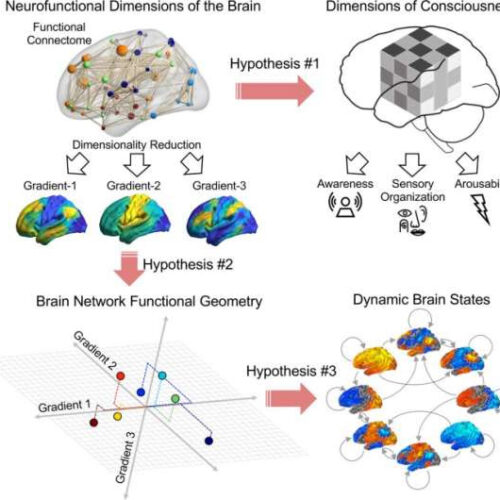 Geometry of brain, dimensions of mind: Researchers identify new ways to characterize states of consciousness