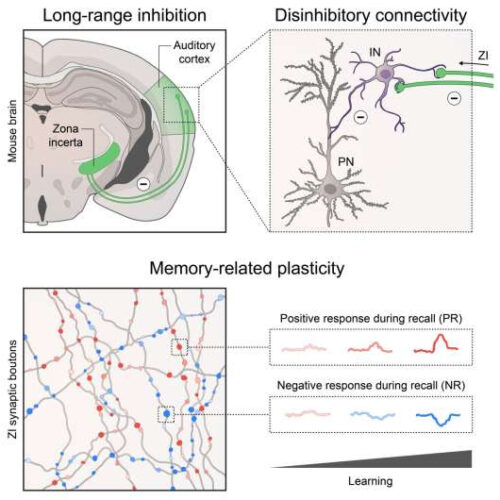 Scientists discover ‘zone of uncertainty’ enables the brain to rapidly form new memories