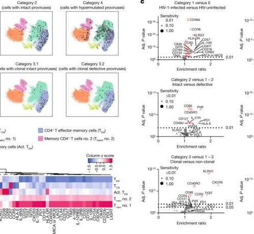 Researchers uncover how HIV reservoir cells resist elimination by human immune responses