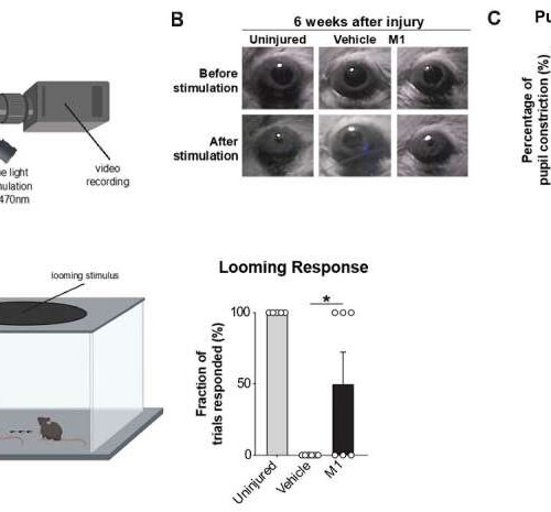 Neuroscientists identify a small molecule that restores visual function after optic nerve injury