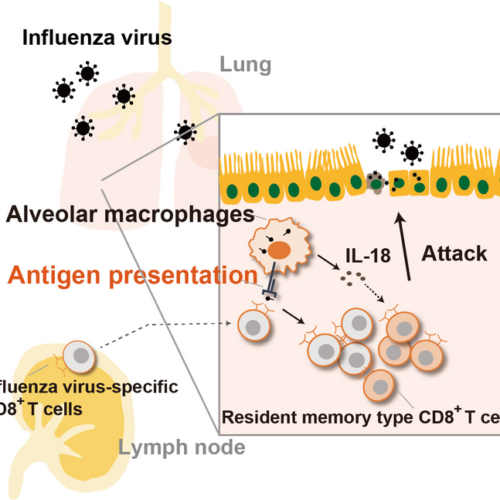 Alveolar macrophages help CD8+ T cells go (anti-)viral