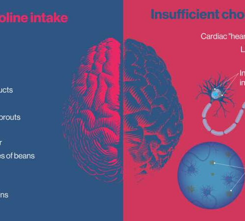 Study explores effects of dietary choline deficiency on neurologic and system-wide health