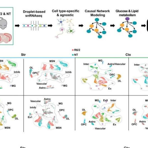 Study links metabolism changes in certain brain cells to Huntington’s disease