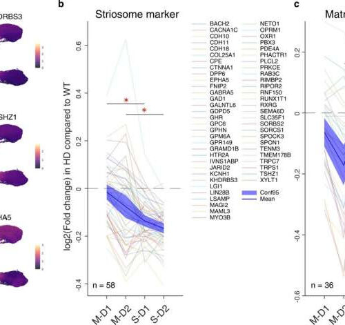 How Huntington’s disease affects different neurons