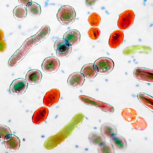 Your microbiome ages as you do—and that’s a problem