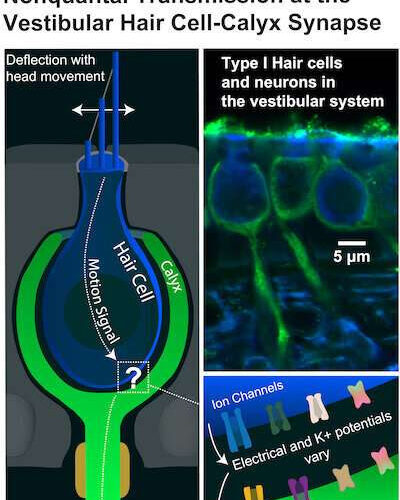 New study uncovers how a unique, fast synapse keeps us from falling