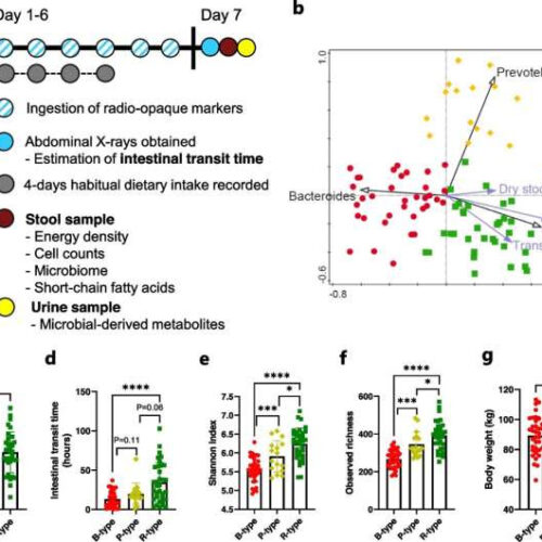 Some guts are better than others at harvesting energy, study shows