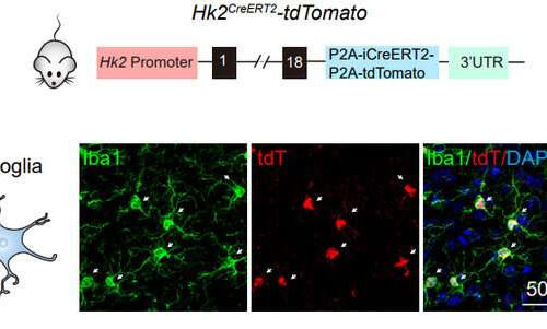 Scientists uncover hexokinase 2’s role in microglial activity