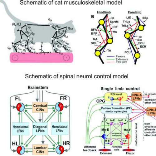 Cat locomotion could unlock better human spinal cord injury treatment