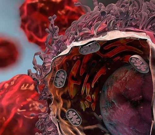 Scientists detail major mechanism lung cancers use to evade immune attack