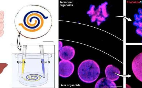 Researchers develop an optimized device for growing mini-organs in a dish