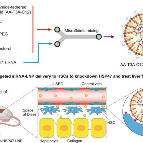 RNA lipid nanoparticle engineering stops liver fibrosis in its tracks, reverses damage