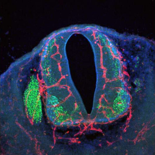 How nerve and vascular cells coordinate their growth