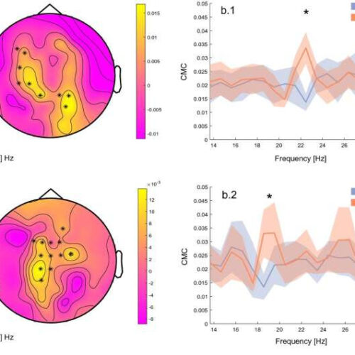 Scientists find mechanical stimulation could be used to prevent falls and strengthen muscles