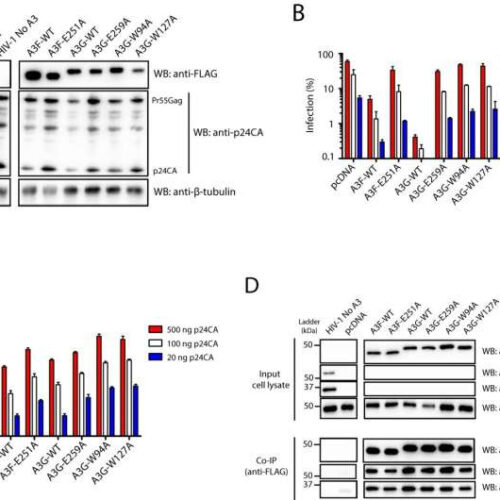 Paving the way toward a cure? Study reports new insights into role of proteins in HIV latency