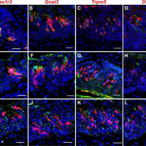 Taste cells’ role in immune response may lead to treatment of taste loss