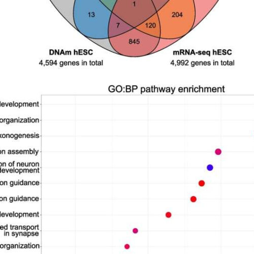 Early prenatal alcohol exposure affects genes involved in embryonic development