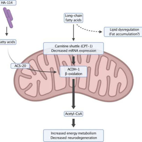 A protective probiotic for ALS found