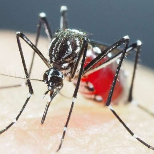Super-resistant mosquitoes in Asia pose growing threat: Study