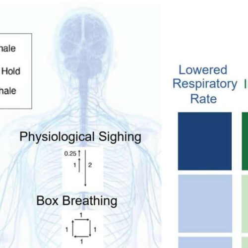 Study shows cyclic breathing technique more effective in reducing stress than mindfulness meditation