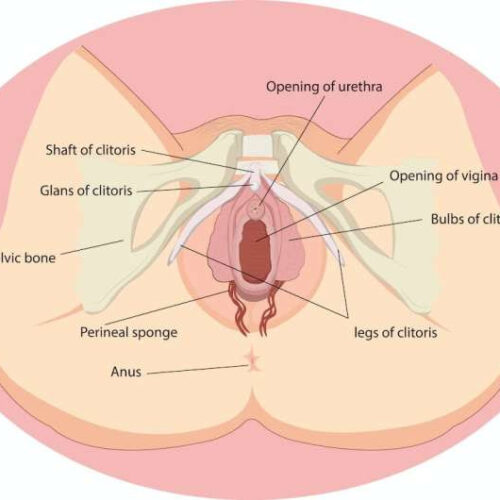 The clitoris—a brief history