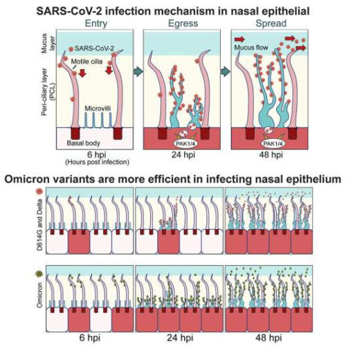 Scientists pinpoint COVID-19 virus’s entry and exit ports inside our noses