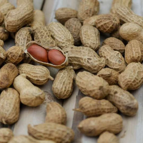 Can boiled peanuts help cure peanut allergies?