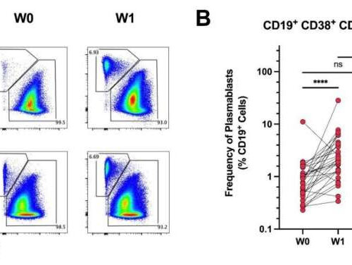 A flurry of RSV vaccine research may result in a protective immunization in the not-too-distant future