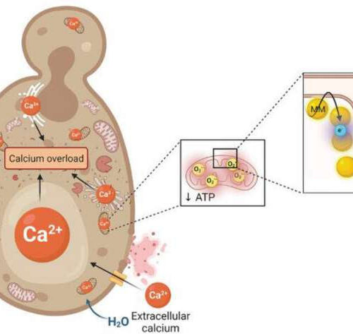 Scientists show that light-activated nanoscale drills can kill pathogenic fungi