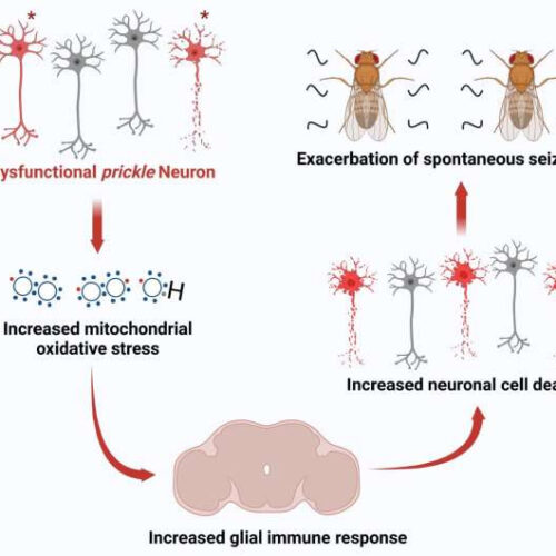 How the brain’s immune system worsens epilepsy