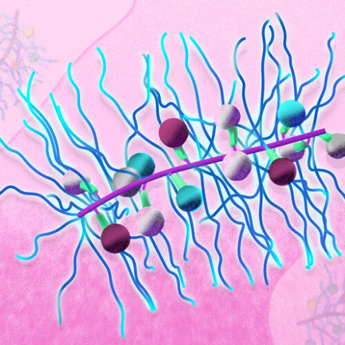 Bottlebrush Particle for Synergistic Drug Combinations