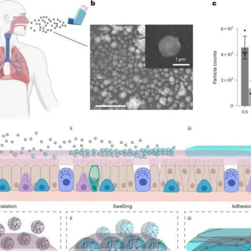 Inhalable powder could protect lungs against COVID-19, flu viruses