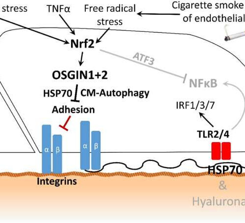 Smoking-triggered heart attacks could be prevented—new research explains how