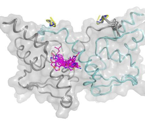 Potential new series of drugs targeting cancer-driving protein BCL6