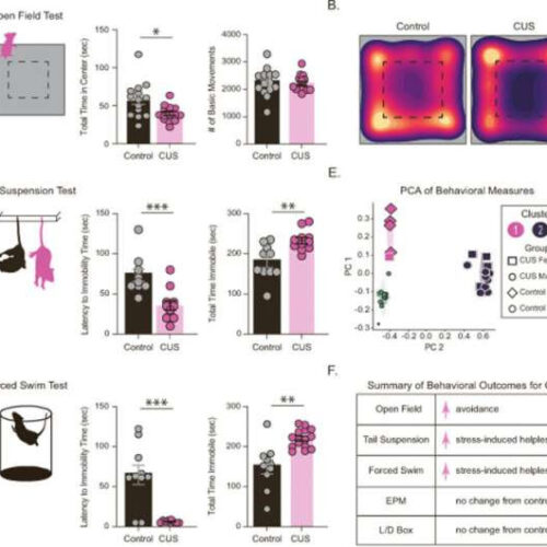 Study finds neurosteroid deficits lead to depressed behavior