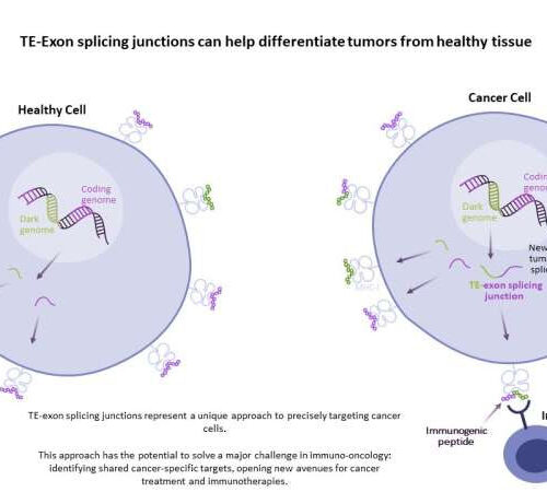 Two genomic studies could yield more effective, less toxic immunotherapies